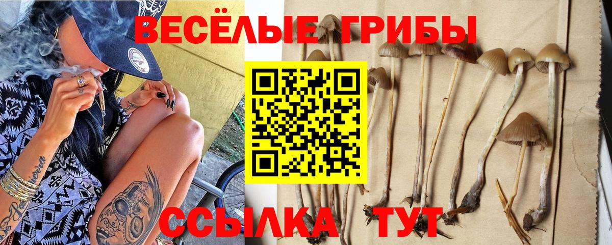 Алексин  Галлюциногенные грибы Psilocybe  закладки  Вход с VPN 
